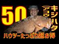 ハウツーも50も!キジハタ(アコウ)三昧動画