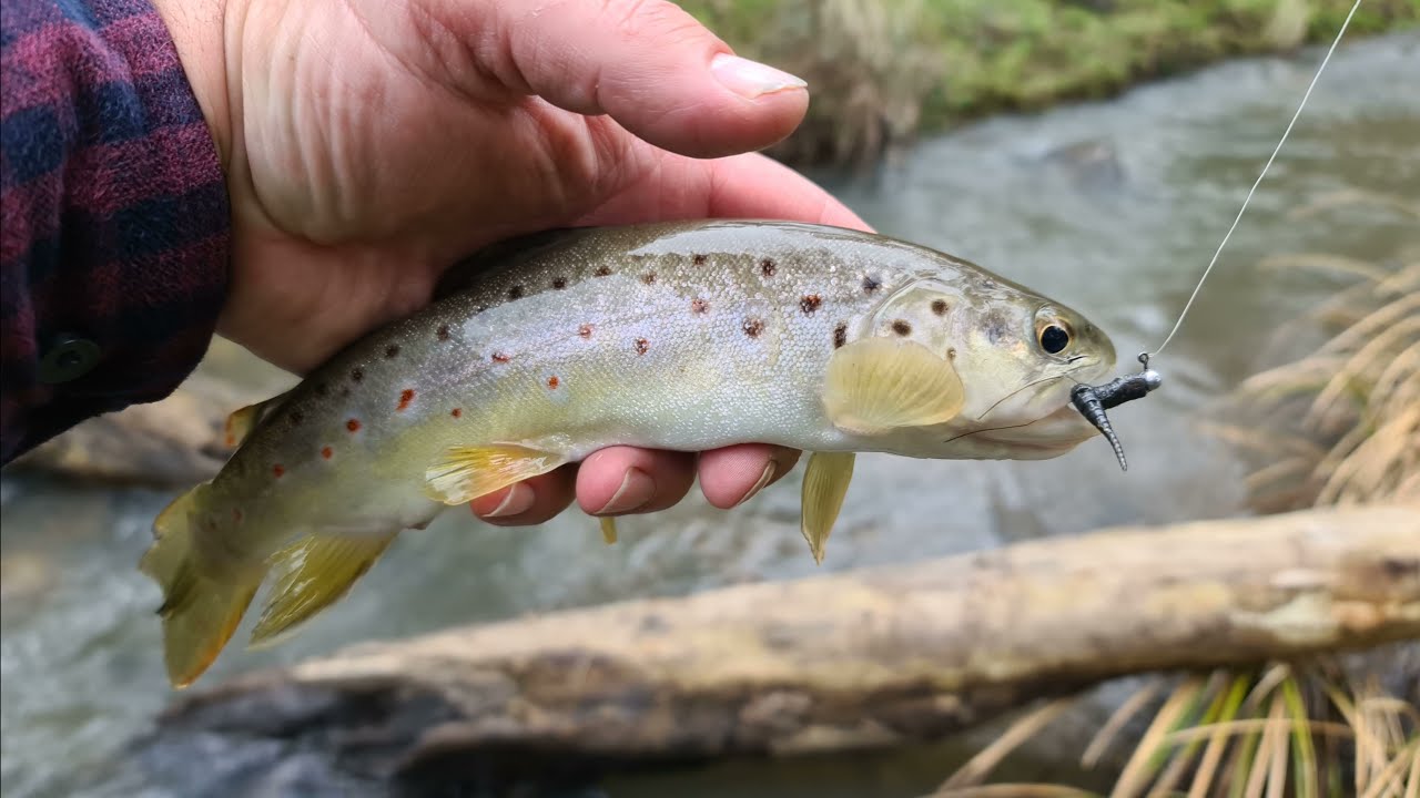 Trout fishing with leeches 