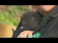 Incredibly cute seven-week-old gorilla makes debut outing at Bristol Zoo