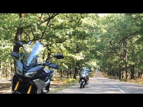 Foloi Forest