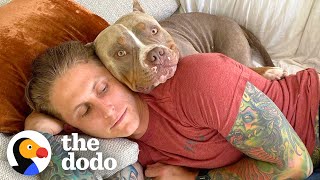 5 Reasons You'll Regret Adopting A Pittie | The Dodo