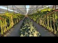 राजस्थान में ड्रेगन फ्रूट के साथ अन्य खेती  #vlog #agriculture #farming #organic #fruit 