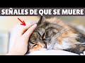 ¿Cómo se despiden antes de morir? 💔 9 SEÑALES que muestran que tu gato se está MURIENDO