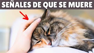 ¿Cómo se despiden antes de morir? 💔 9 SEÑALES que muestran que tu gato se está MURIENDO