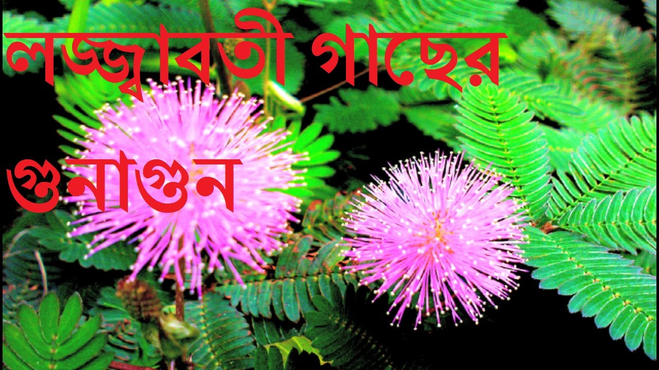 Image result for লà¦à§à¦à¦¾à¦¬à¦¤à§ à¦à¦° à¦à§à¦¨!