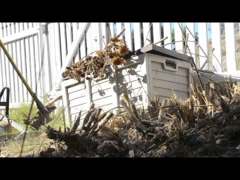 How to Remove Arundo Donax: Fastreel