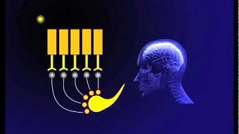 Peripheral Paradox - The 15 Visual Problems of Macular Degeneration