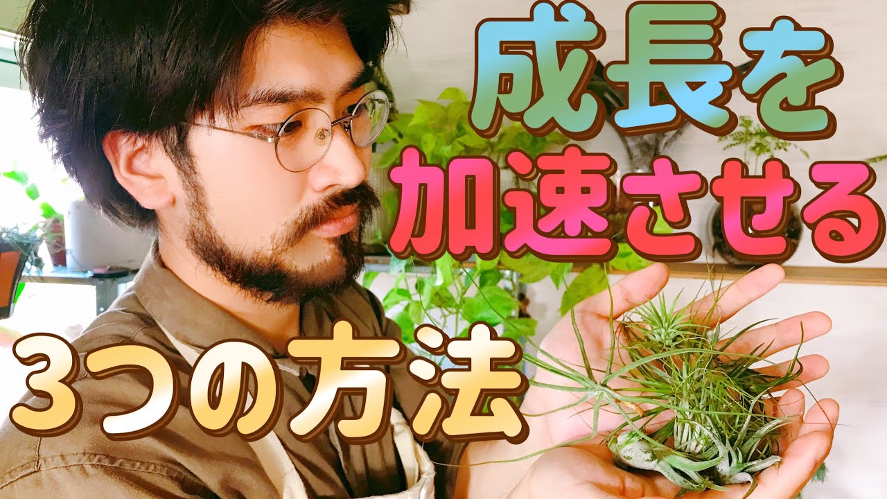 ダイソーでエアプランツを購入したらやるべき３つのこと【自宅園芸ガーデニング】