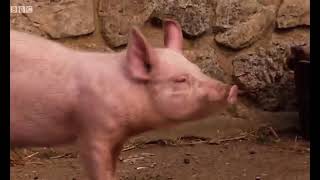 Big Barn Farm Season 1 Episode 10