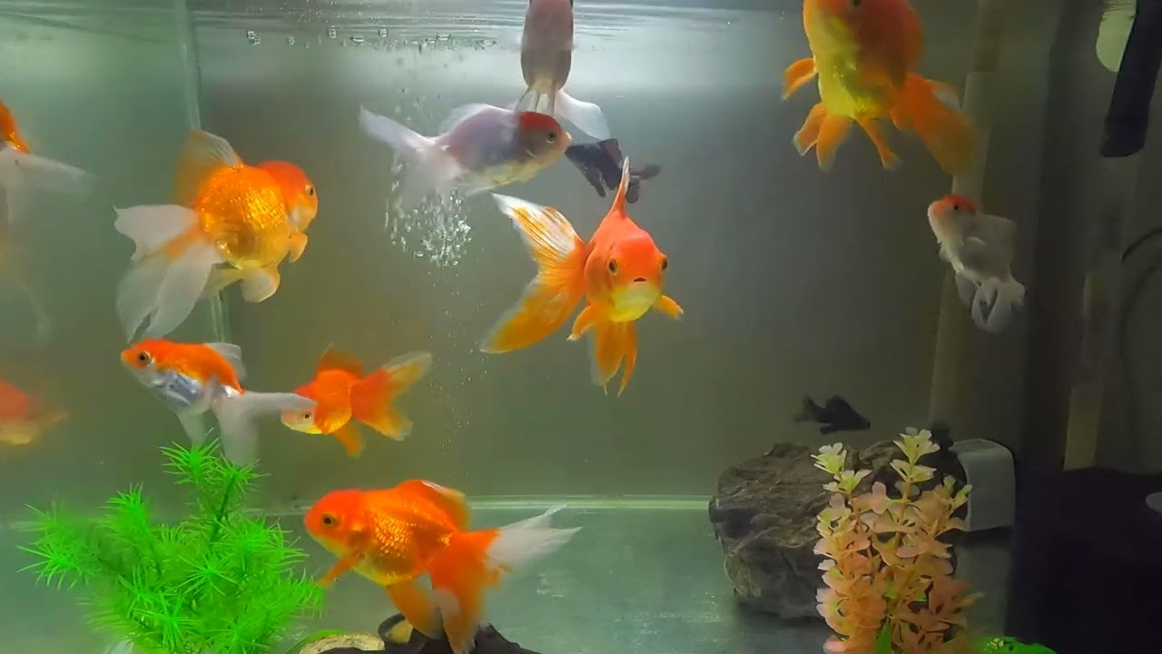 Gold Fish , fish,  daily fish video, dlep 03 