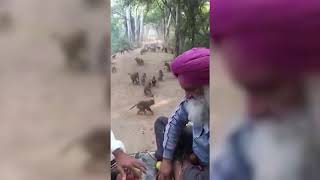 Unbelievable Friendship video,  People and Wild Animals 2019| Real Bhandara, The thaat