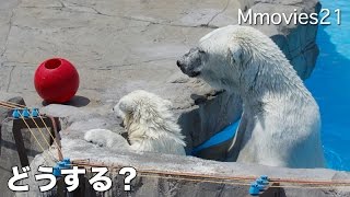 Polar Bears are playing ホッキョクグマ母娘の絶妙なコンビネーション