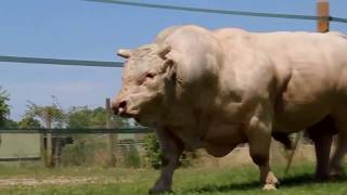 Những con bò to khủng và đẹp nhất ( Clip được tổng hợp trên Youtube ) सबसे बड़ी और सबसे खूबसूरत गाय