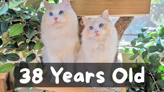 How to Make Your Cat Live Longer (10 Strategies) | The Cat Butler