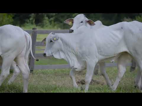 LOTE 41 NETB   122 e 136, VENX   150 e MFCA   2721
