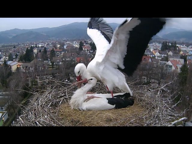 Storchenkamera Kirchzarten - Live aus dem Storchennest