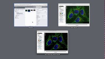 Fiji-OMERO: scripting demo