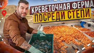 РИСКОВЫЙ БИЗНЕС | Как выращивают креветки в Казахстане