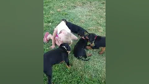 Puppies pulling hair