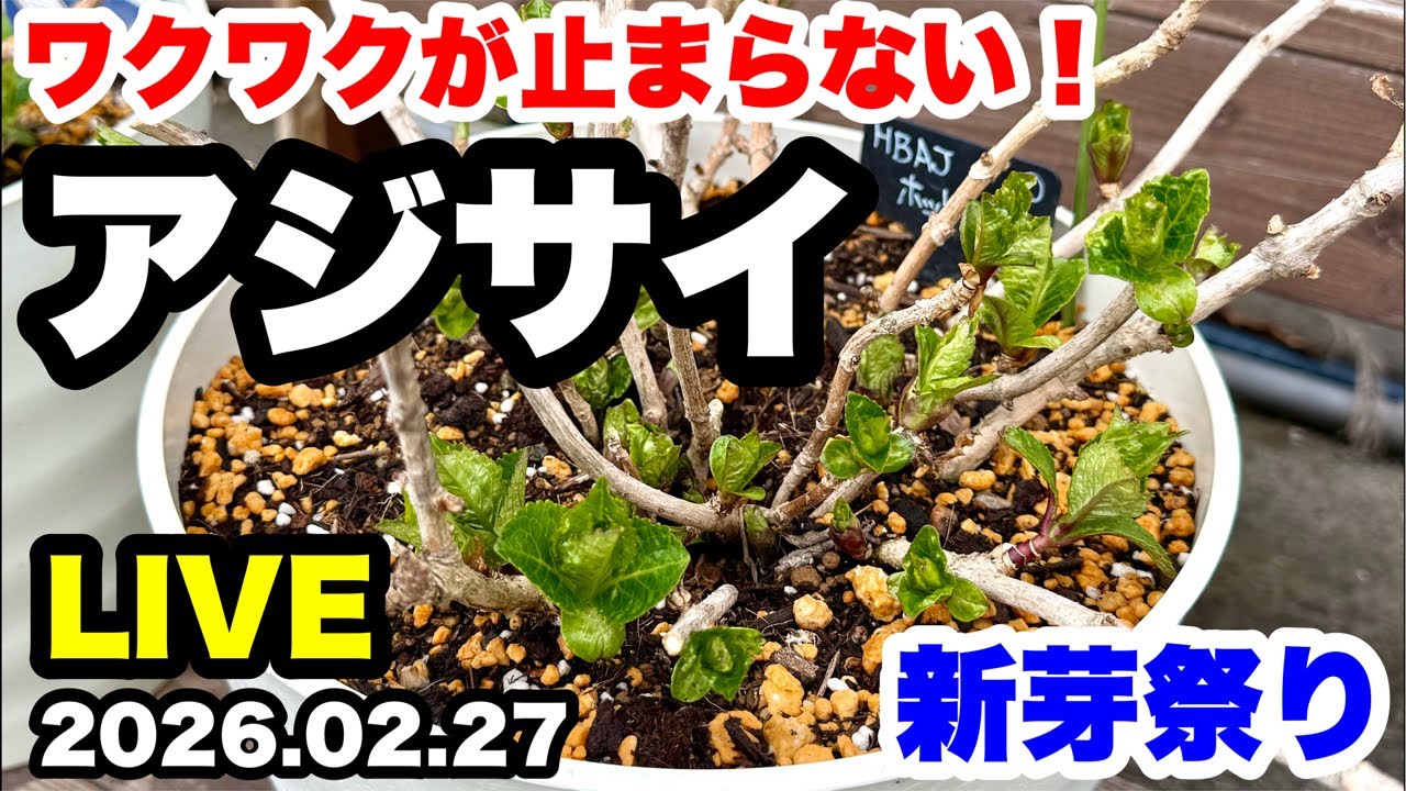 ◆動き出す新芽🌱【アジサイ】２月下旬の管理！