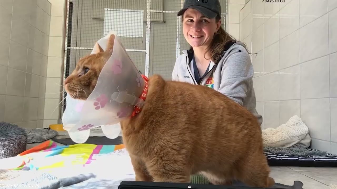 Ich habe noch nie einen Kater gesehen, der so viel durchgemacht hat und trotzdem so lieb ist. Freddy kam mit einem Auge zu uns, das schon seit Monaten, vielleicht Jahren, ununterbrochen wehgetan...
