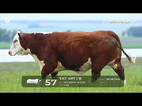 LOTE 57 - TAT 497 - DOADORA BRAFORD