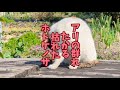 BLAND NEW(Vo ついなちゃん&花隈千冬)