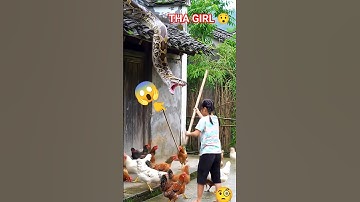 Unbelievable! Giant Python Attacks Chickens 🐍😱 But Look What This Girl Did! #shortsfeed  #animals