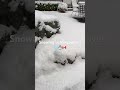 Snowing in Vancouver! ❄️🇨🇦❄️ #canada #snow #vancouverlife #canadiancity