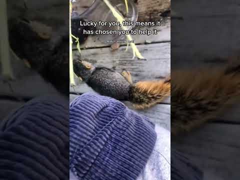 Video: Ar voverės nešioja pasiutligę?