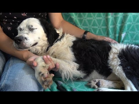 Dog Falls Asleep On My Lap After Realizing She’s Being Rescued