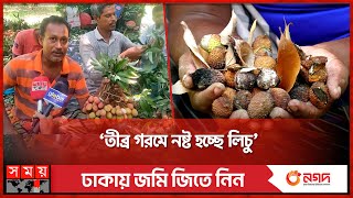 ফলন বাড়লেও মাথায় হাত লিচু বাগানির! | Litchi Garden | Magura | Heatwave | Somoy TV