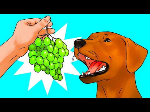 Vídeo: Cães podem ter uvas?