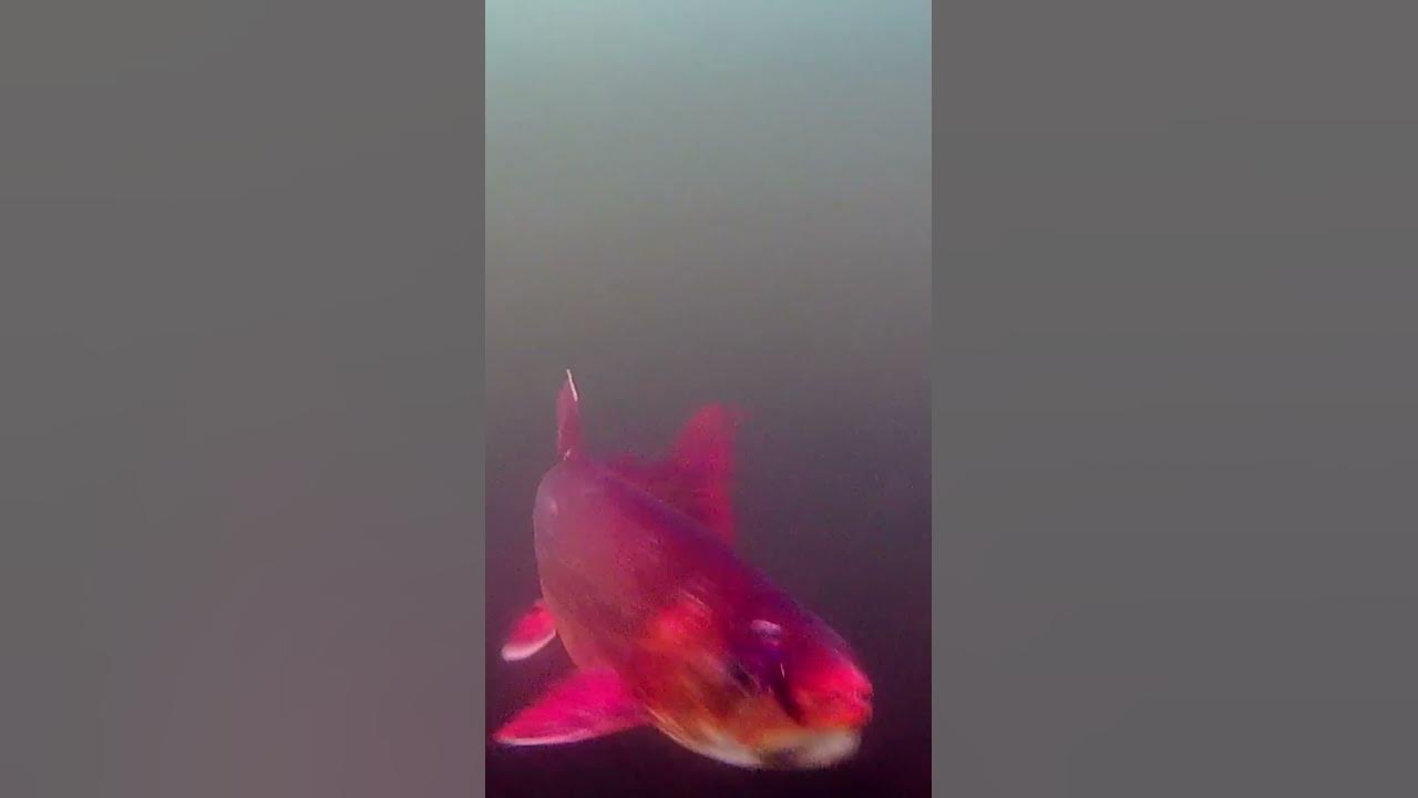Арктический голец. Атака на приманки. Подводная съёмка. #fishing #fish ...