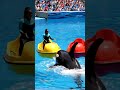 Unbelievable moment &mdash; Jessica&rsquo;s boat glides over the orca&rsquo;s mouth!