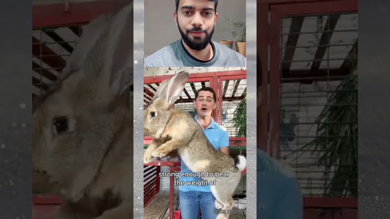 Wild baby rabbit rescue by kind guy 