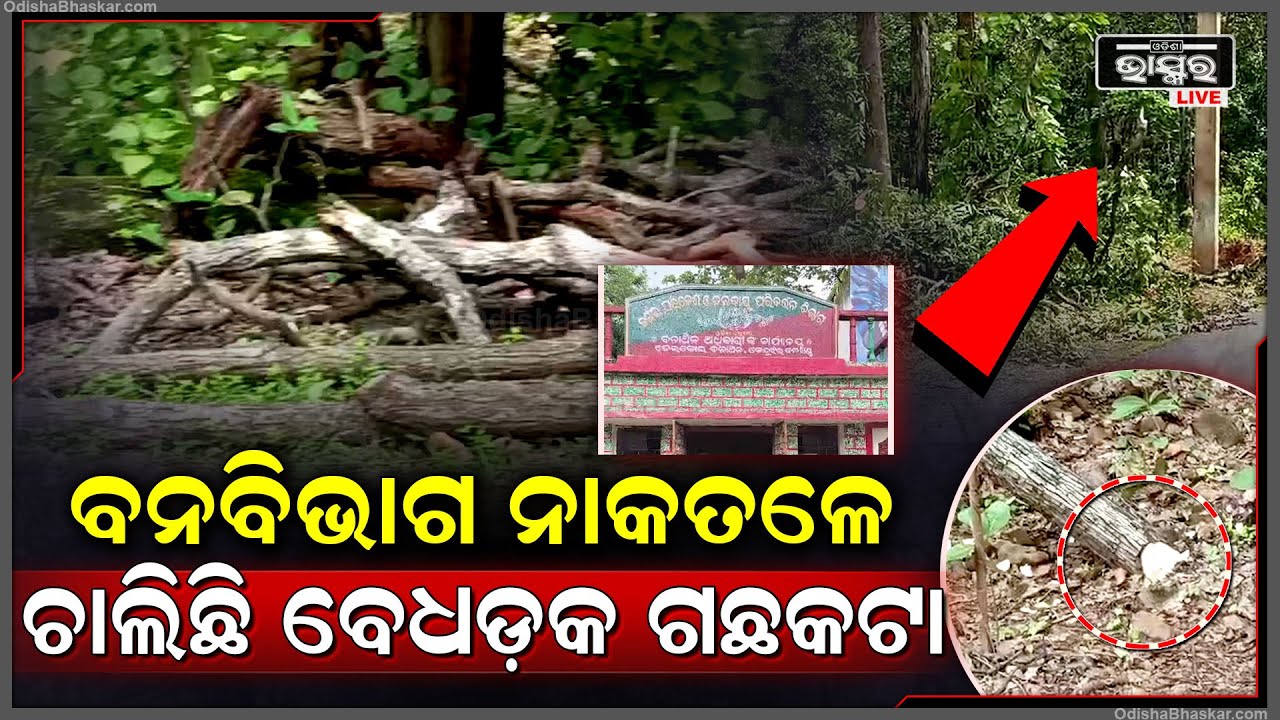 ରାସ୍ତାରେ ଥିବା ଗଛକୁ ବେଧଡକ ଭାବେ କାଟି ଚାଲିଛନ୍ତି ଠିକାଦାର... ମୁହଁ ଖୋଲୁନି ବନ ବିଭାଗ...