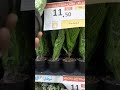 Saudi Arabia best shopping    11 Riyal