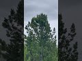 как стать счастливым