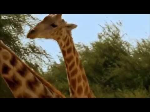 MLG Giraffes Fight To The Death
