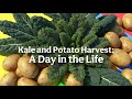 Kale &amp; Potato Harvest Day  | From Garden to Table