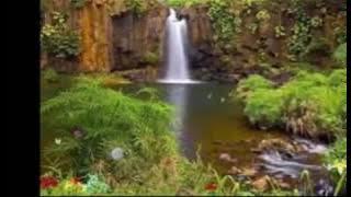 phawak--flying condor