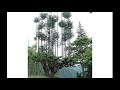 Amazing Tree in Japan Facts : urdu talk show