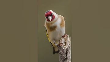 Thumbnail of Goldfinch singing #goldfinch #goldfinch_song #birds