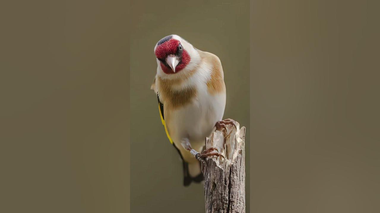 Goldfinch singing #goldfinch #goldfinch_song #birds