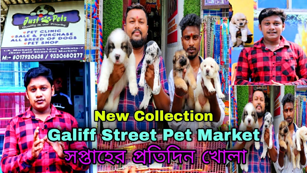 NEW DOG PUPPY SHOP GALIFF STREET PET MARKET | KOLKATA PET SHOP PRICE UPDATE | RECENT PET MARKET