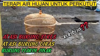 BURUNG PERKUTUT JADI GACOR DAN JINAK USAI DI TERAPI AIR HUJAN