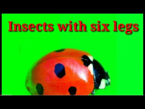 Insects with six legs