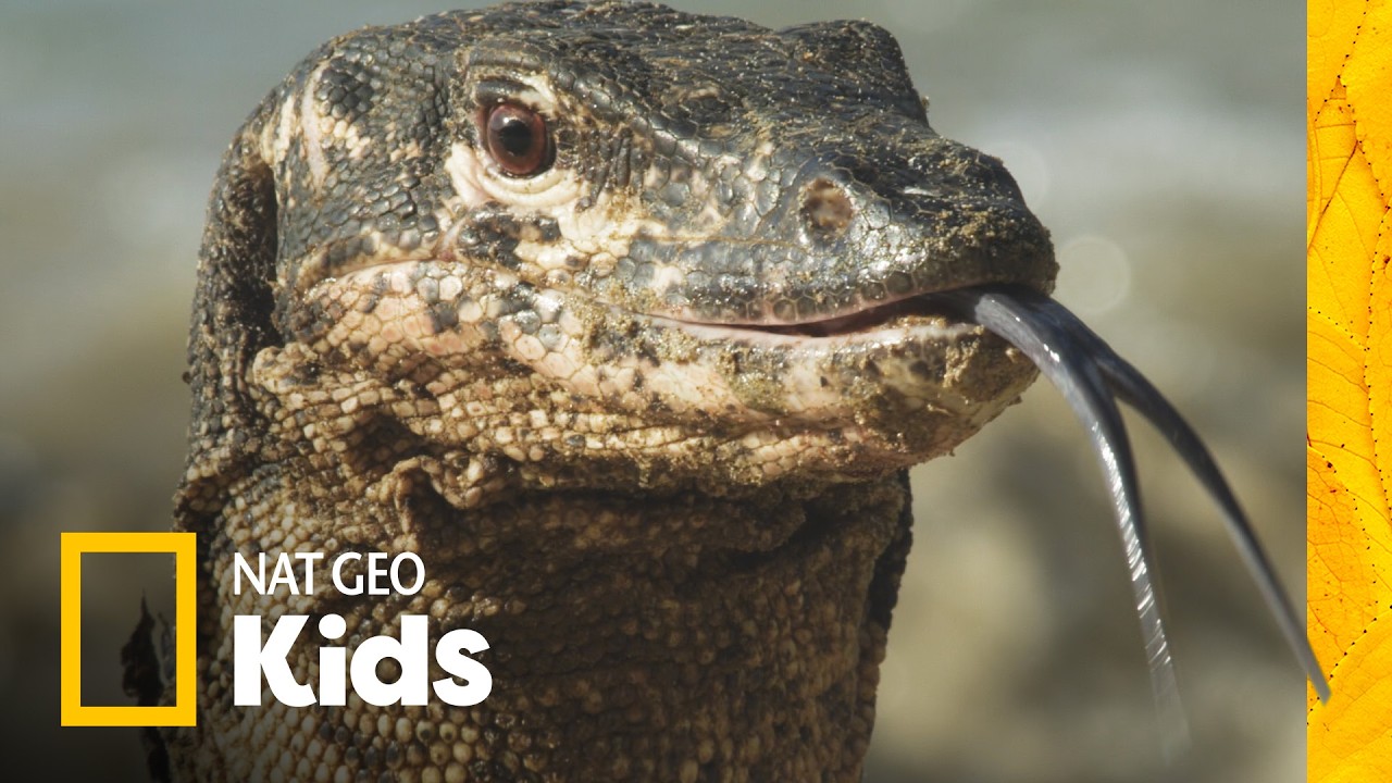 Discover the Real-Life Dragons of our Planet! 🌍🐊 Animal Facts for Kids | Nat Geo Kids