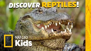 discover real life dragons our planet animal facts kids
